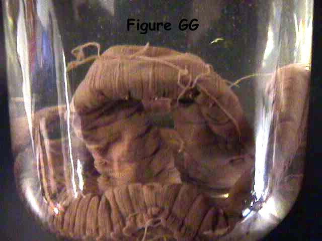 SANDWORM