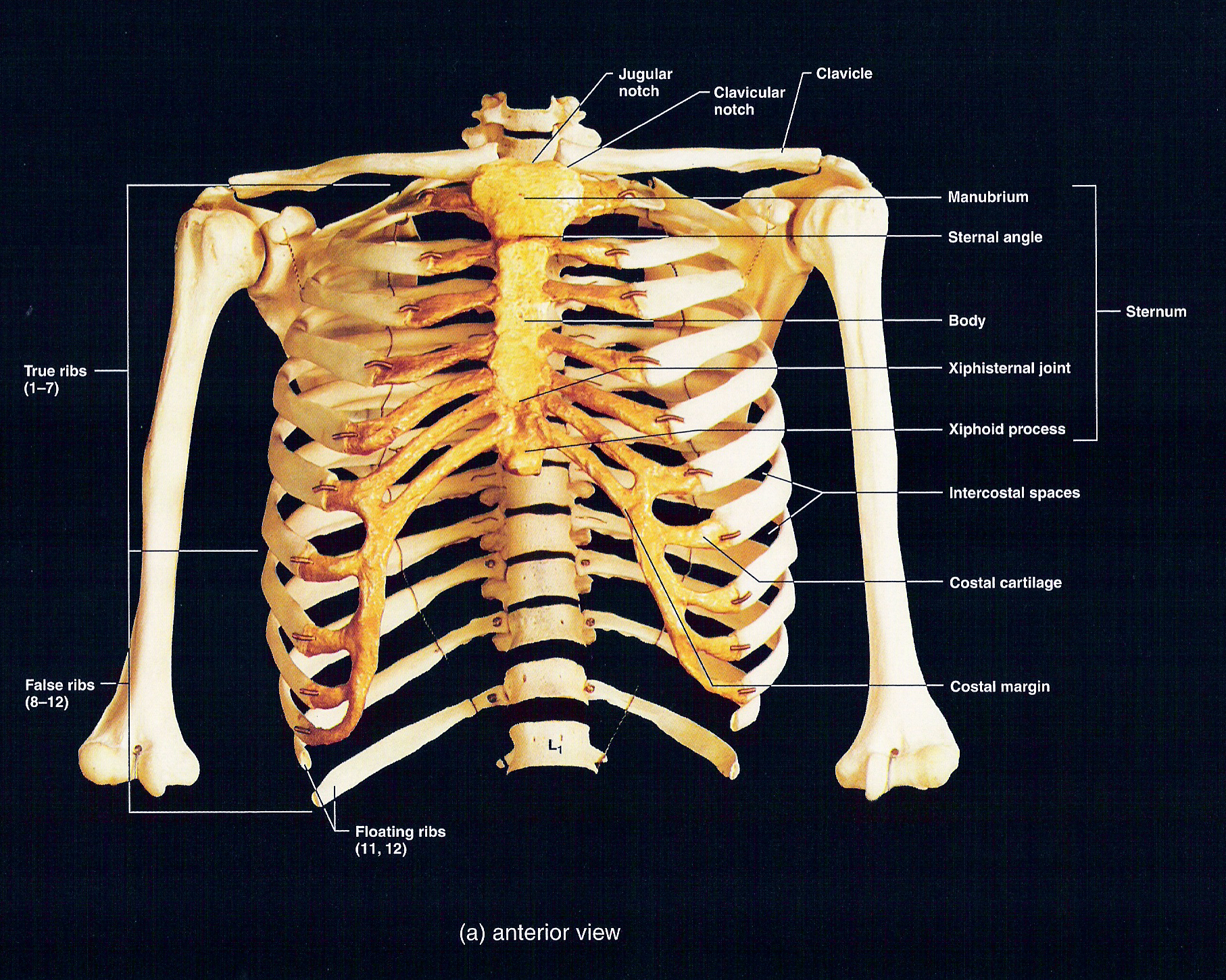 Thorax Anterior View Of Human Body Biology Forums Gallery Rib Cage Images And Photos Finder